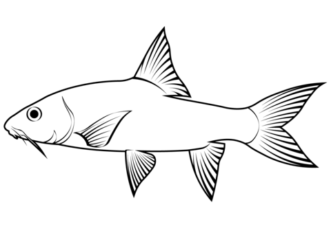 Empurau (Tor Tambroides) Coloring Page